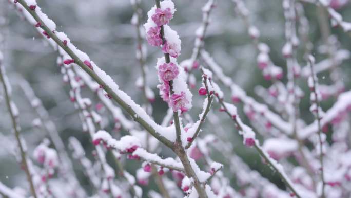 腊梅 梅花雪景