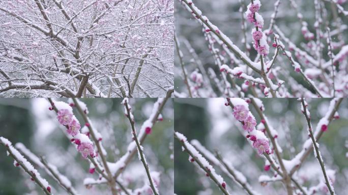 腊梅 梅花雪景