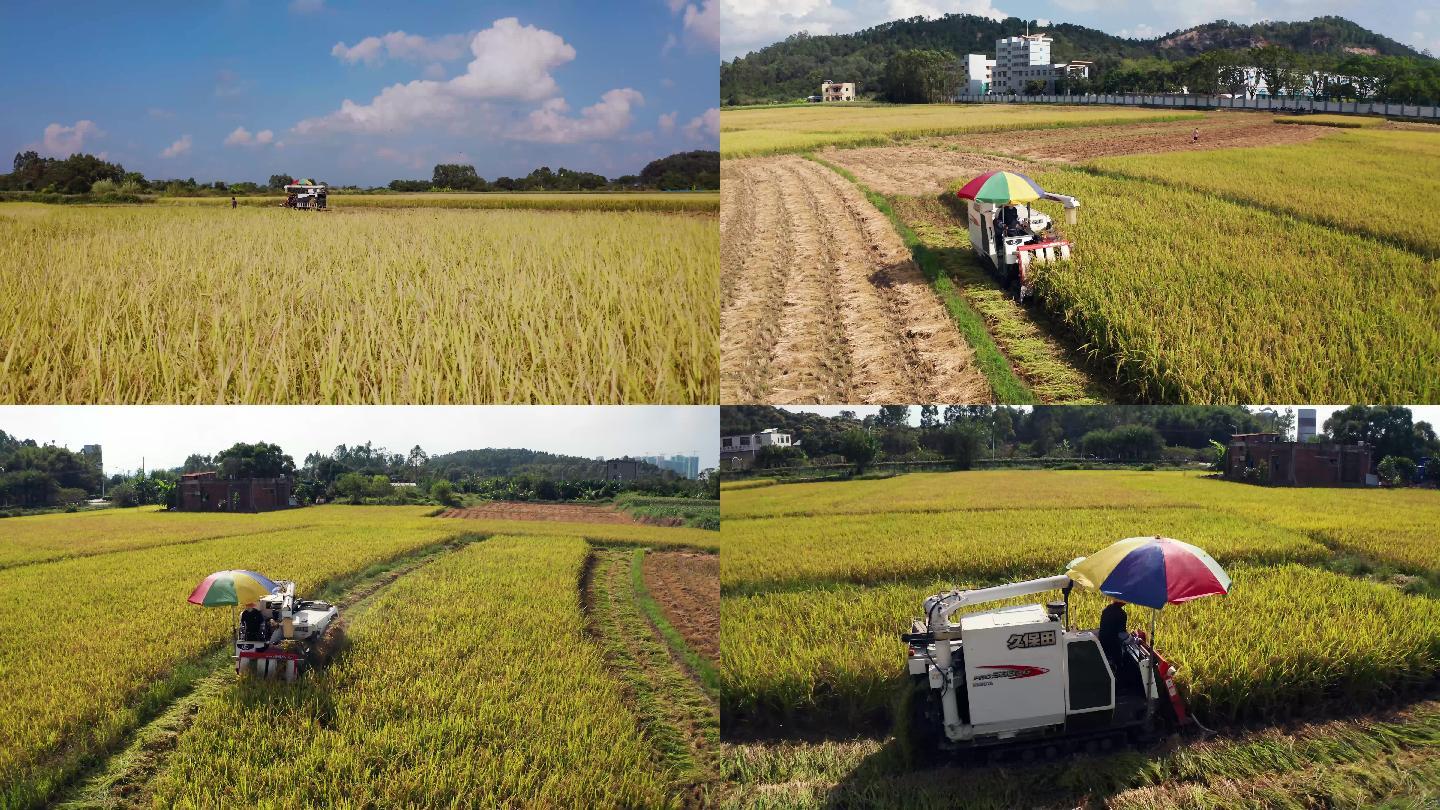 稻田收割 机械收割 农业现代化 联合收割
