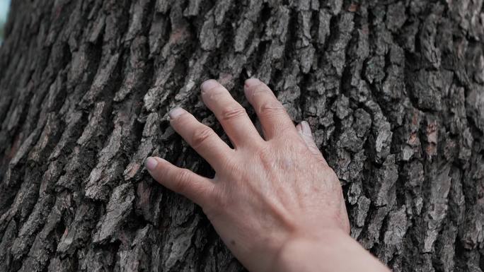 手触摸树皮