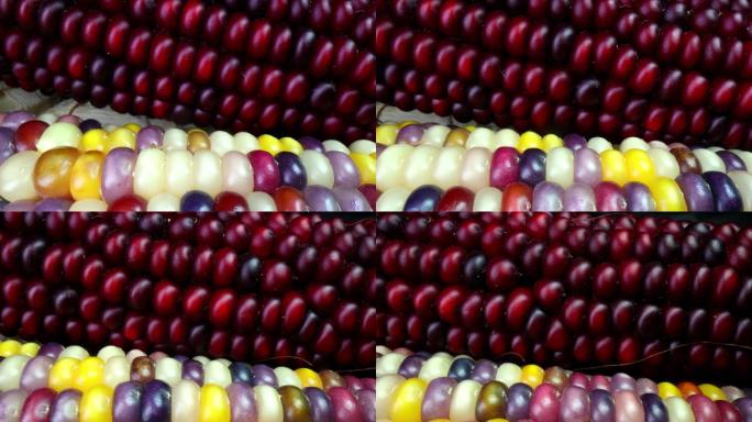 玉米特写红苞谷农产品颗粒饱满