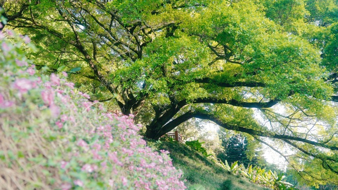 森林公园大树素材视频春天树荫绿荫春分立夏