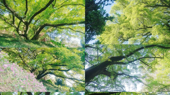 森林公园大树素材视频春天树荫绿荫春分立夏