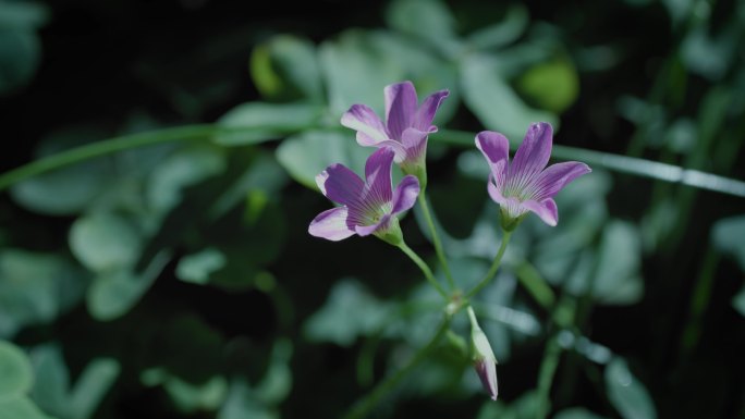 五叶紫色花朵