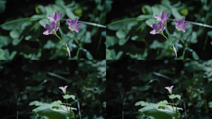 五叶紫色花朵