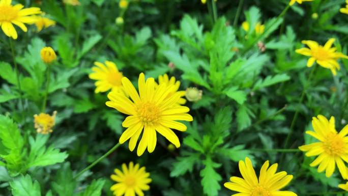 B85 黄金菊 菊花 黄色菊花 黄色花朵