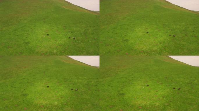 甘肃省武威市天祝县草原山川自然风景航拍