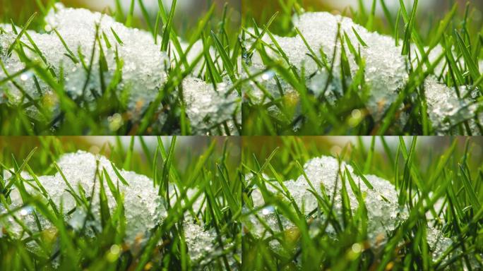 冰雪融化延时镜头草坪植物视频