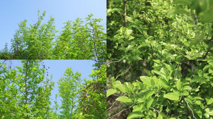 带刺植物马甲子、棘盘子