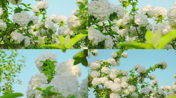 唯美白色雪球花、木绣球花