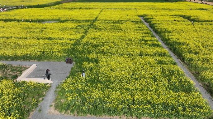 汉长安城未央宫国家考古遗址公园航拍油菜花