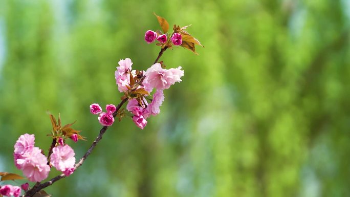 樱花