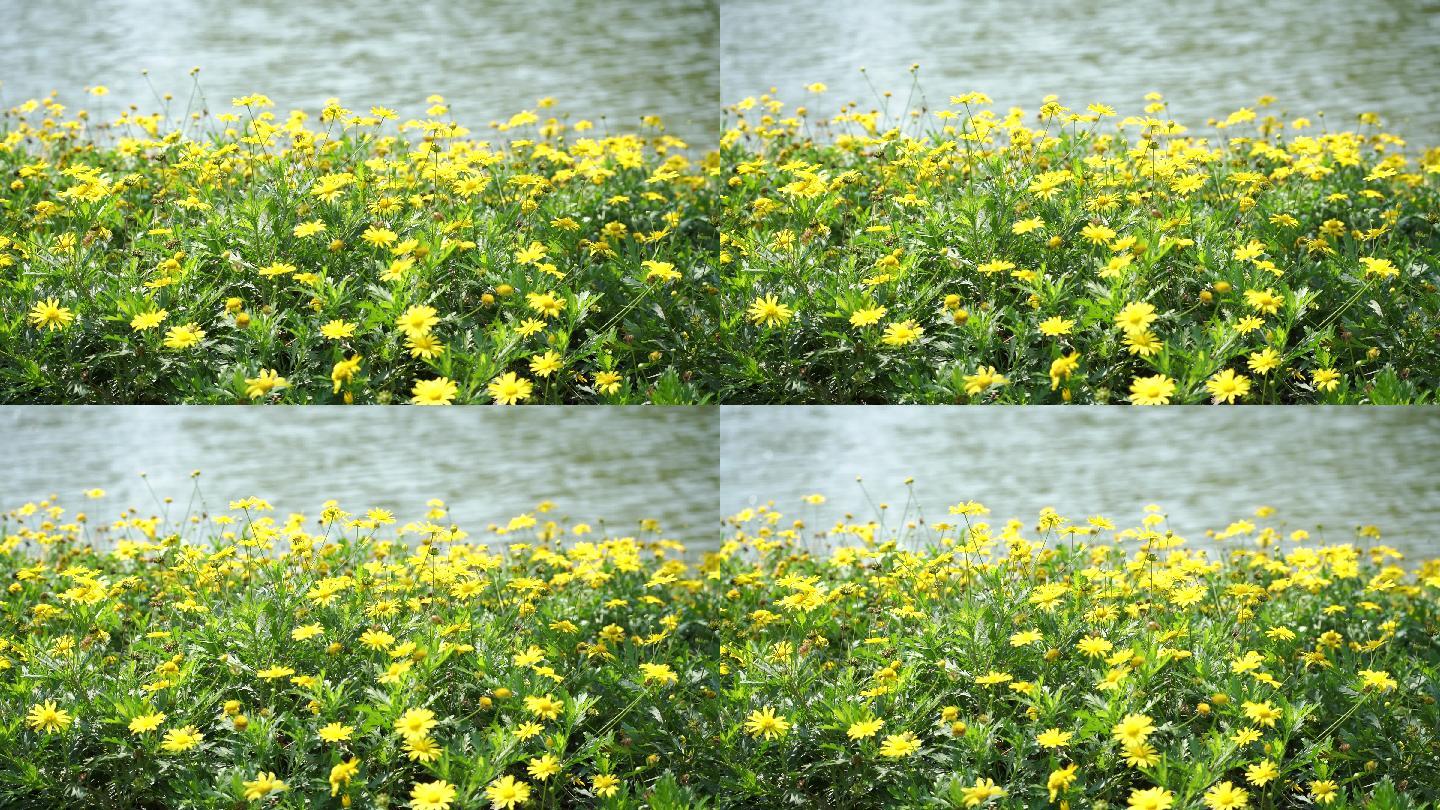 湖边的野菊花，菊花，晴天里的花丛