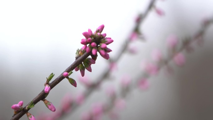 北京 春 花开 桃花 春暖花开 花朵