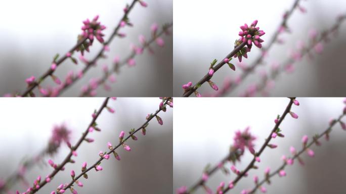 北京 春 花开 桃花 春暖花开 花朵