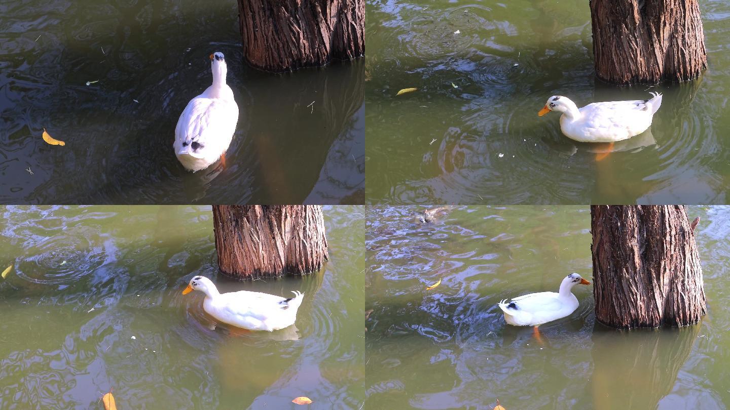 公园池塘湖里的鸭子