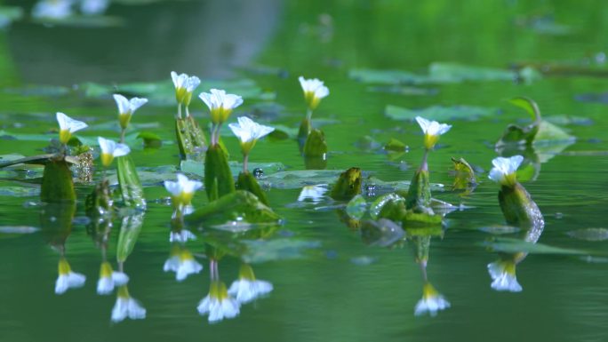 水菜花——湿地水系的精灵
