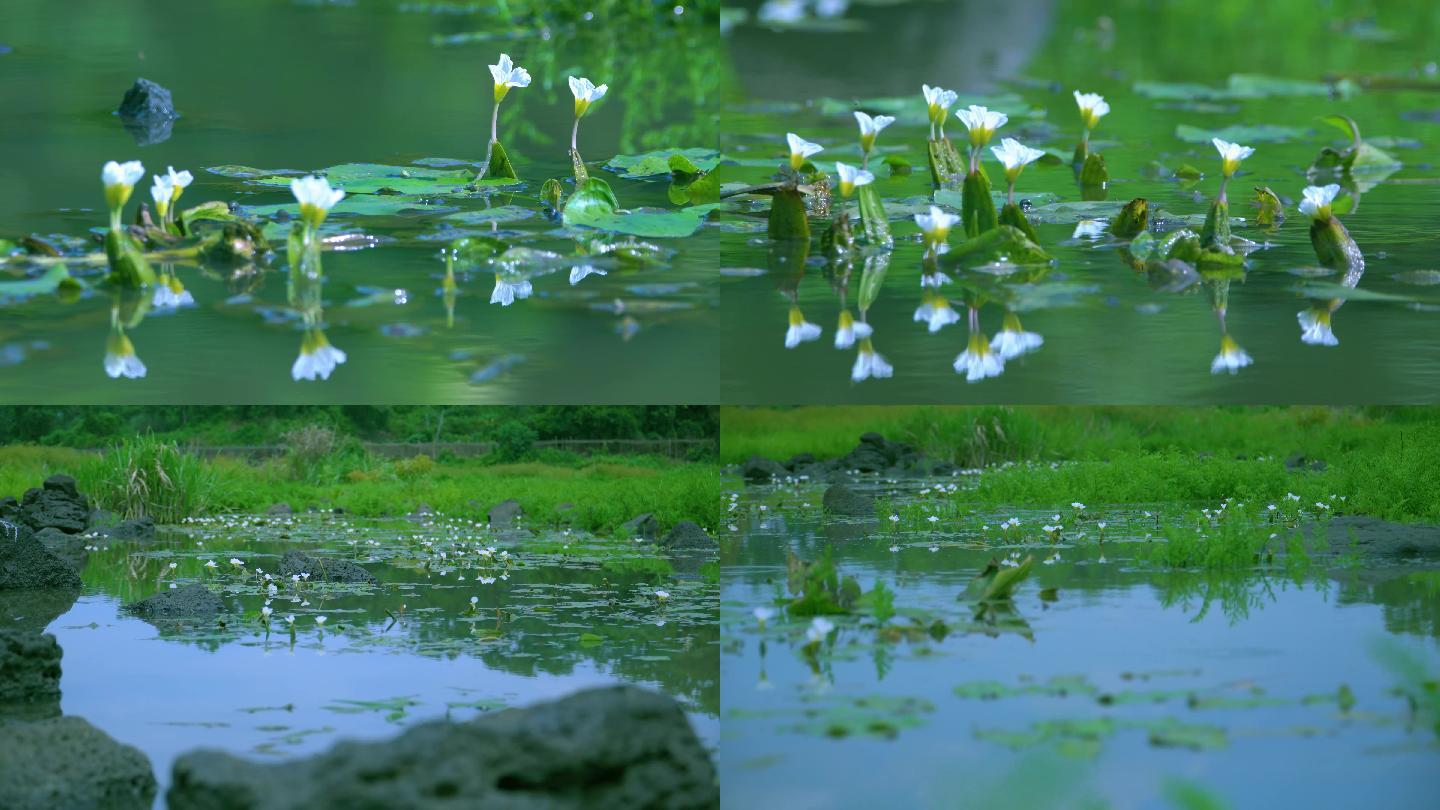 水菜花——湿地水系的精灵