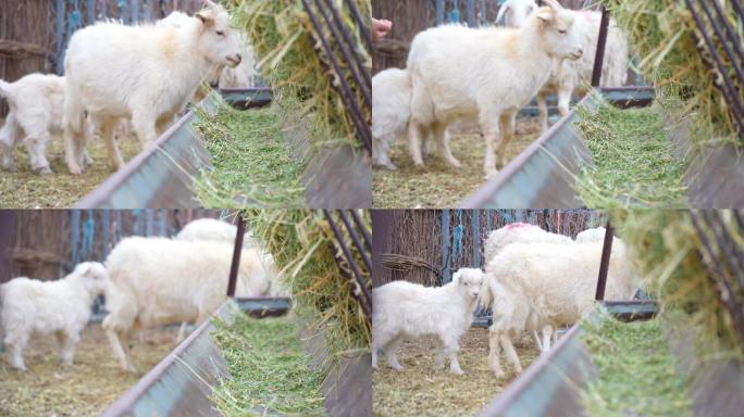 绵羊  吃草 羊圈 鄂尔多斯羊 羊