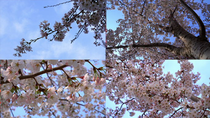 4K实拍春天桃花朵朵风筝