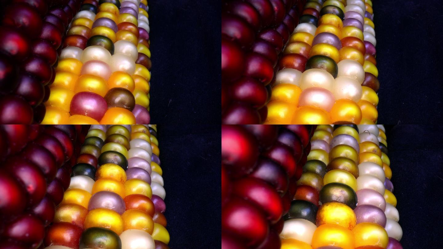 多色和红色干燥的玉米