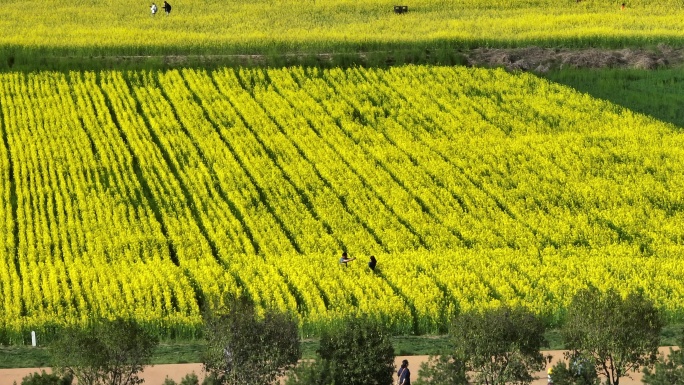 汉长安城遗址公园航拍油菜花市民公园游玩