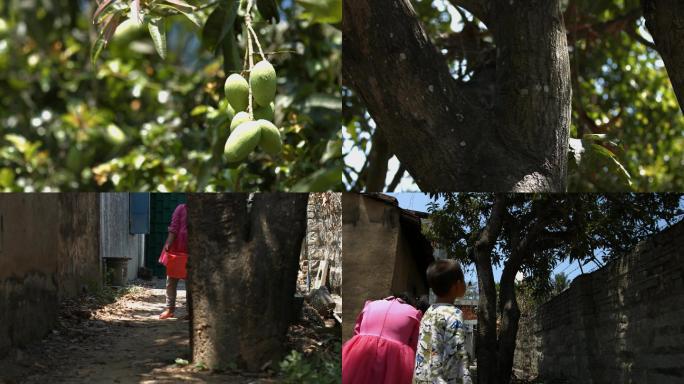 村子里的一颗芒果树