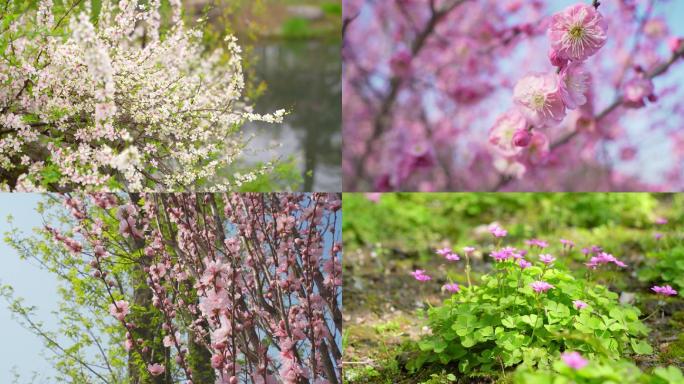 4K春天樱花桃花格桑花三叶草