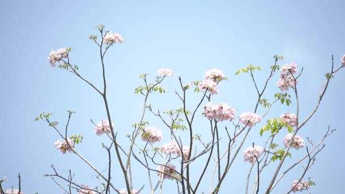 蓝天下的花朵，晴天里的花