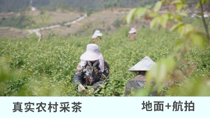 真实农村茶园采茶场景 地面机位+航拍