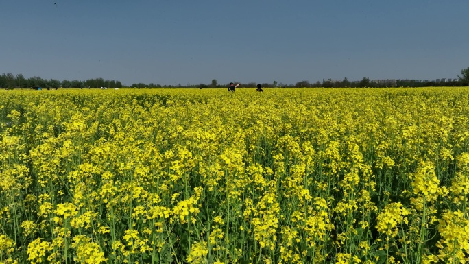 汉长安城未央宫国家考古遗址公园航拍油菜花