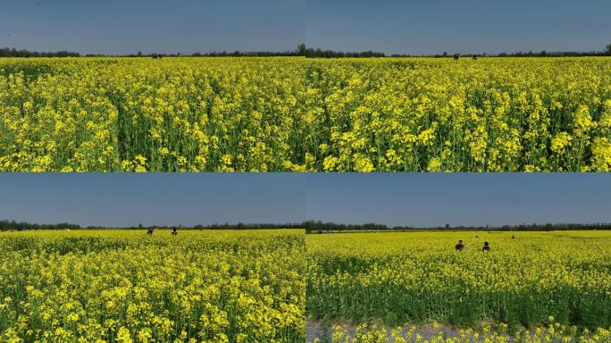 汉长安城未央宫国家考古遗址公园航拍油菜花