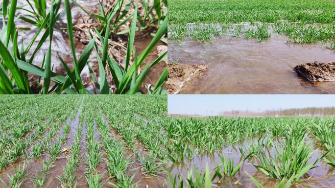 春天小麦灌溉