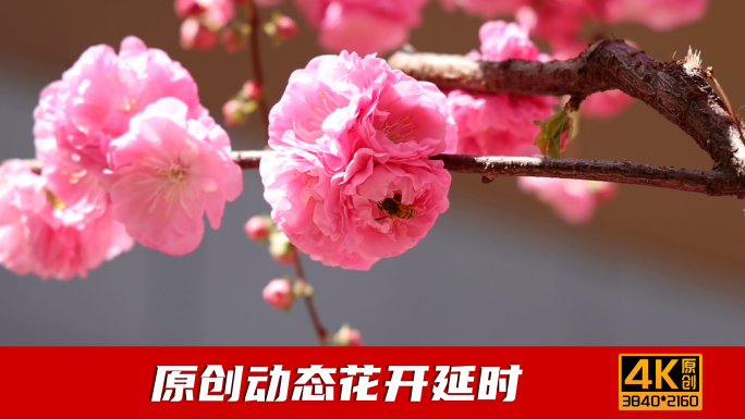 桃花蜜蜂采蜜