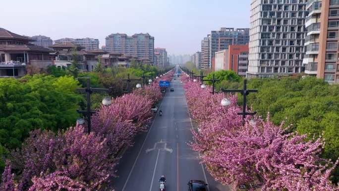 西安曲江樱花街道