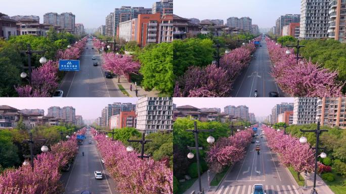 西安曲江樱花街道