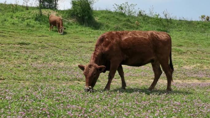 牛吃草放牛畜牧业