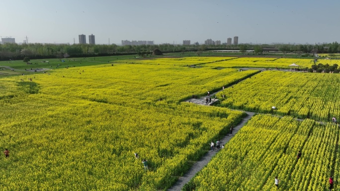 汉长安城未央宫国家考古遗址公园航拍油菜花
