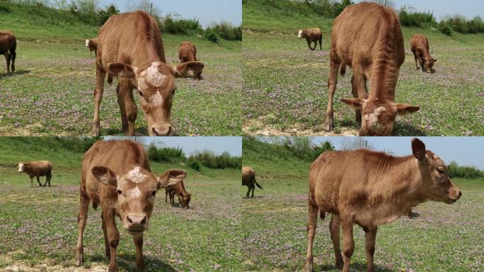 小牛面对镜头吃草挑逗