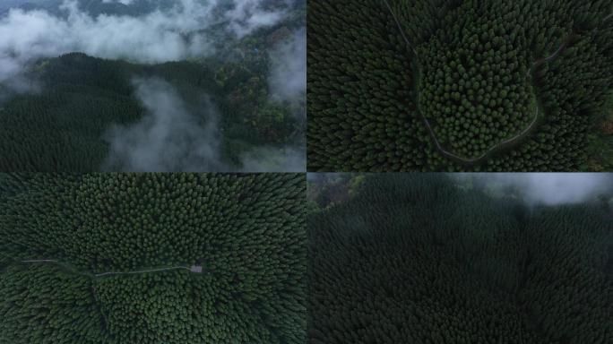雨雾下的中坝森林