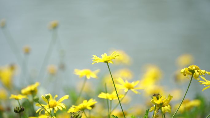 湖边的野菊花，菊花，晴天里的花丛