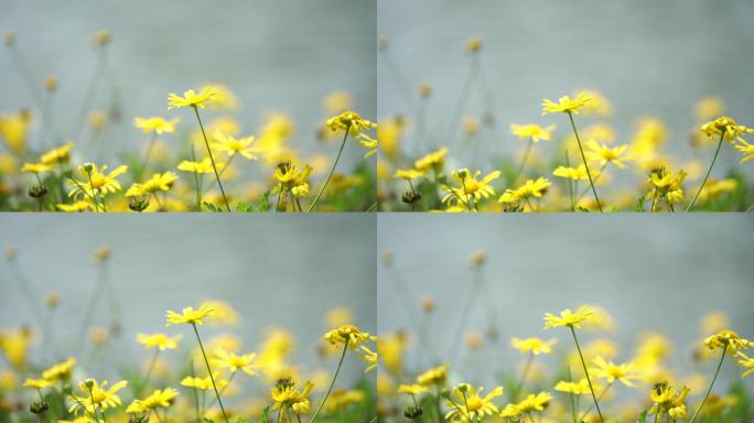 湖边的野菊花，菊花，晴天里的花丛