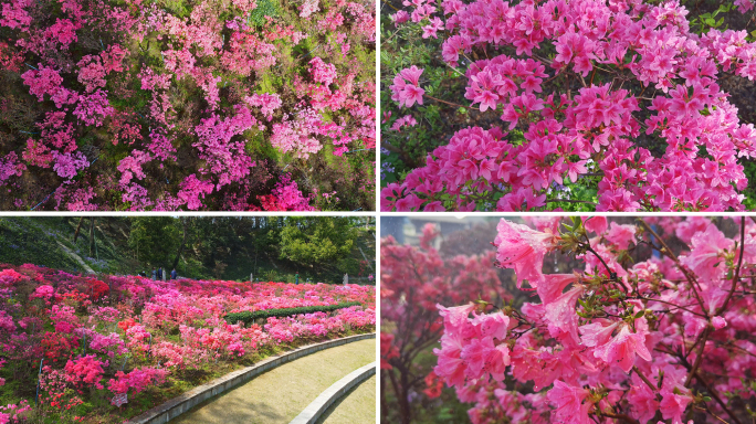 杜鹃花海