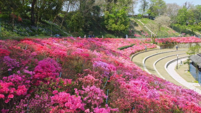 杜鹃花海