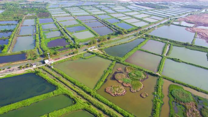 珠海斗门乡村振兴渔业养殖基地