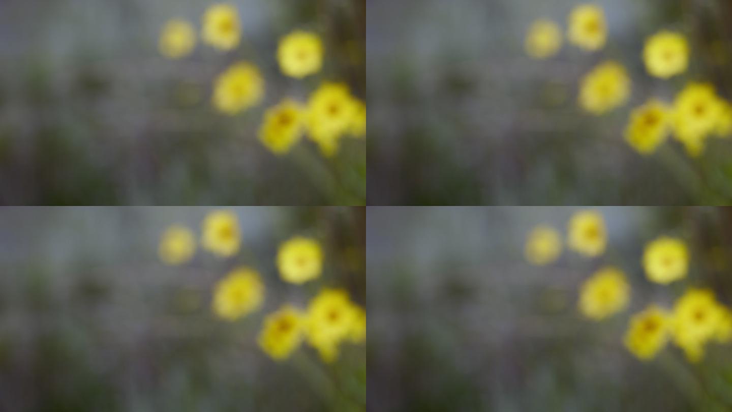 散焦镜头下的黄色野花