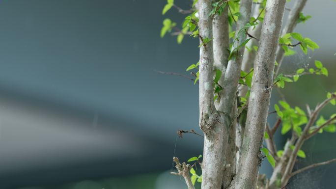 小绿叶树和蜘蛛网在雨天