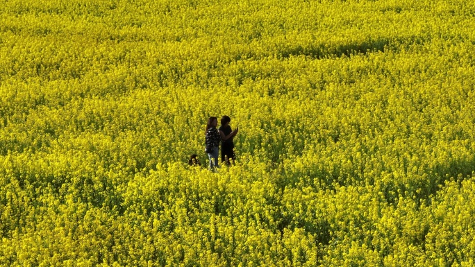 汉长安城未央宫国家考古遗址公园航拍油菜花