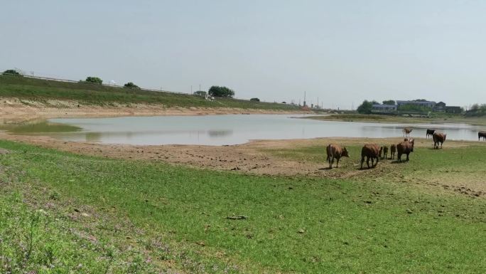 一群牛行走在河边
