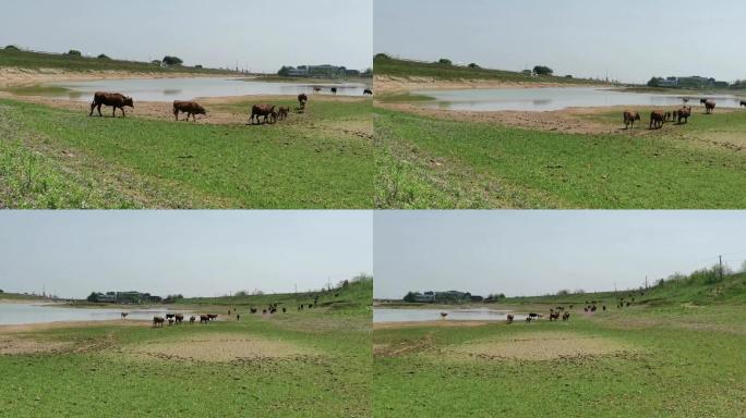 一群牛行走在河边